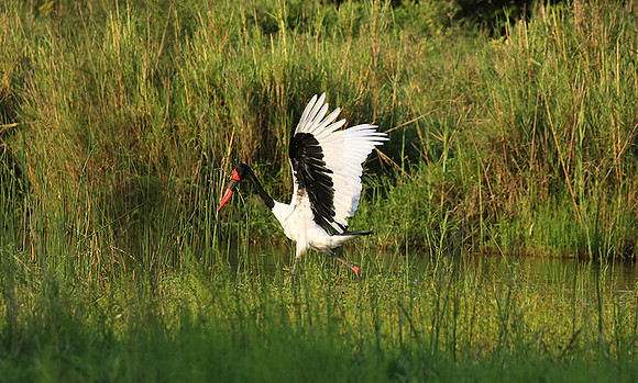 Saddle-billed stork at Sabi Sand