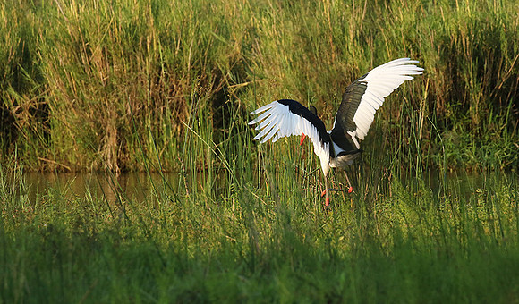 Saddle-billed stork at Sabi Sand