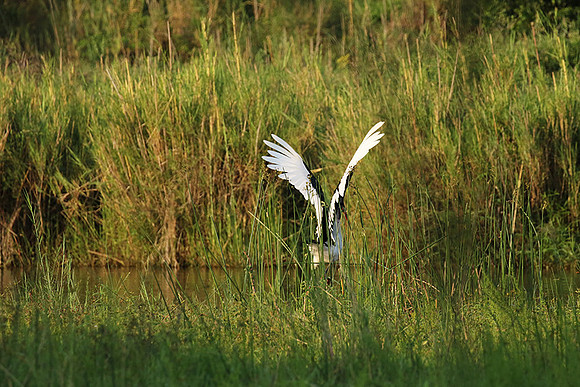 Saddle-billed stork at Sabi Sand