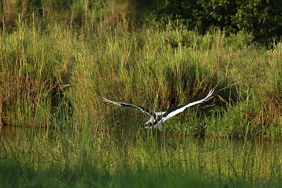 Saddle-billed stork at Sabi Sand