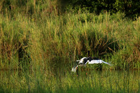 Saddle-billed stork at Sabi Sand