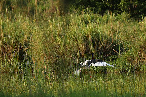 Saddle-billed stork at Sabi Sand