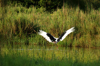 Saddle-billed stork at Sabi Sand