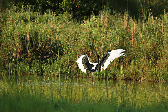 Saddle-billed stork at Sabi Sand