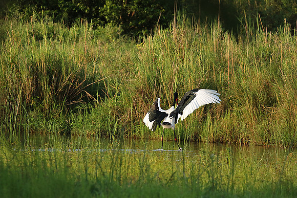 Saddle-billed stork at Sabi Sand