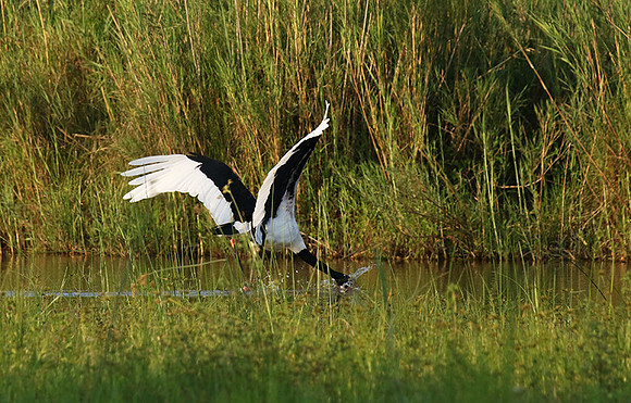 Saddle-billed stork at Sabi Sand