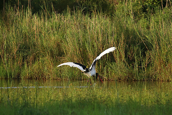 Saddle-billed stork at Sabi Sand