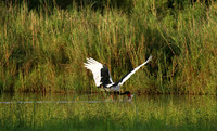 Saddle-billed stork at Sabi Sand