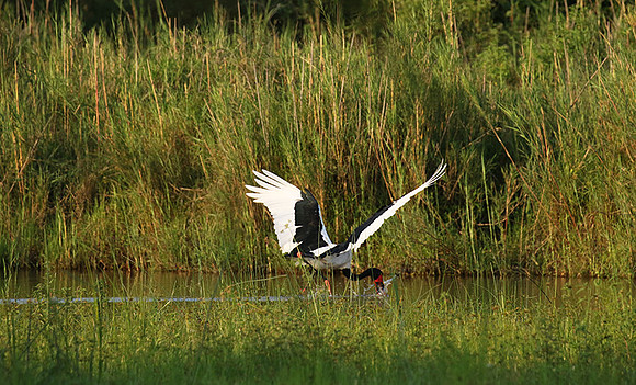 Saddle-billed stork at Sabi Sand