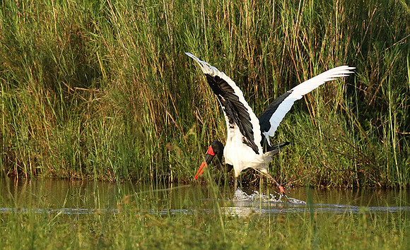 Saddle-billed stork at Sabi Sand