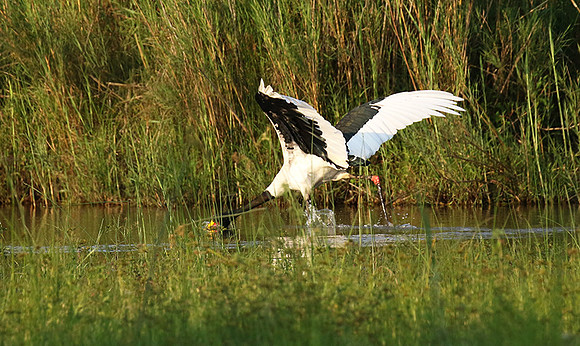 Saddle-billed stork at Sabi Sand