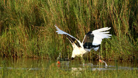 Saddle-billed stork at Sabi Sand