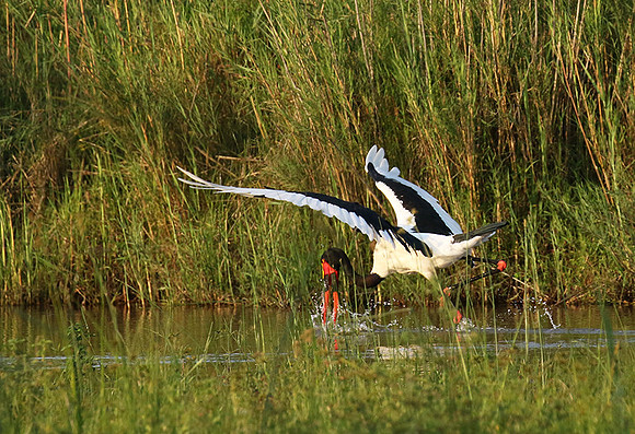 Saddle-billed stork at Sabi Sand