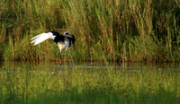 Saddle-billed stork at Sabi Sand
