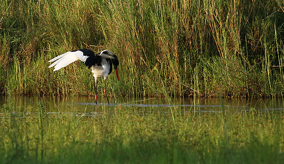 Saddle-billed stork at Sabi Sand