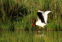Saddle-billed stork at Sabi Sand