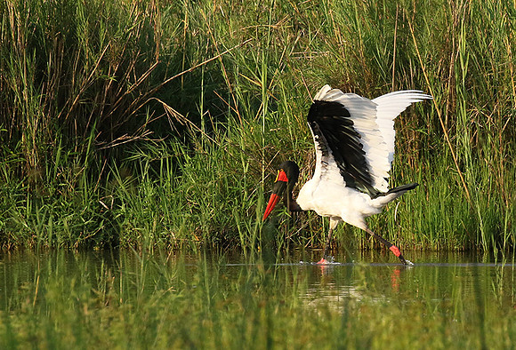 Saddle-billed stork at Sabi Sand