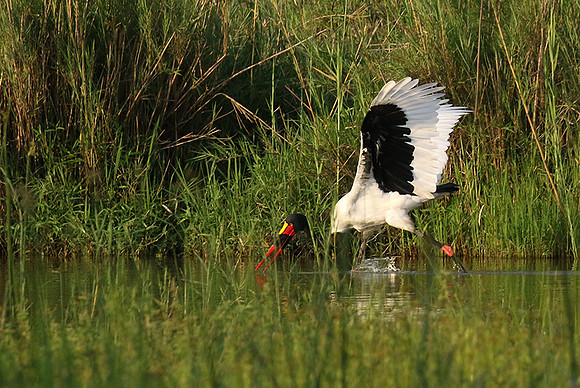 Saddle-billed stork at Sabi Sand