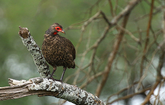 Swanson's spurfowl at Lion Sands