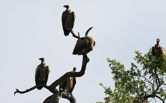 At Sabi Sand