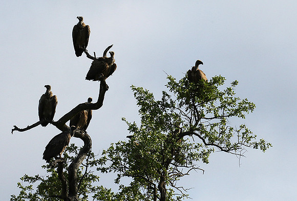 At Sabi Sand