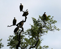 At Sabi Sand