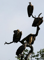 At Sabi Sand