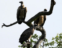 At Sabi Sand