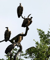 At Sabi Sand