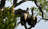 At Sabi Sand