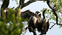 At Sabi Sand
