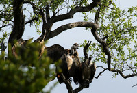 At Sabi Sand