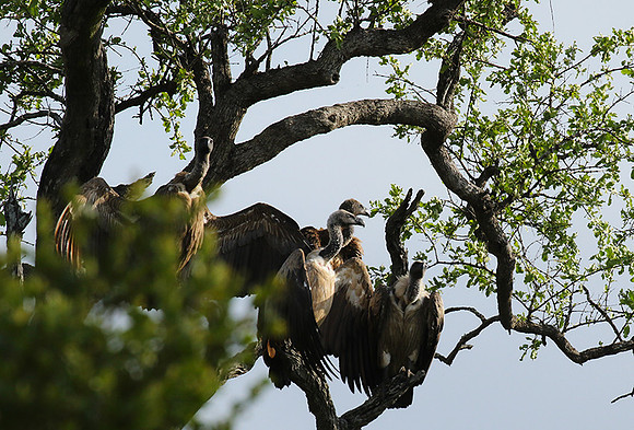 At Sabi Sand