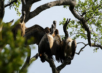 At Sabi Sand