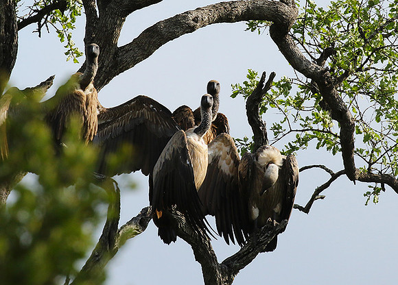 At Sabi Sand