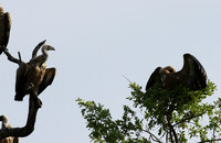 At Sabi Sand