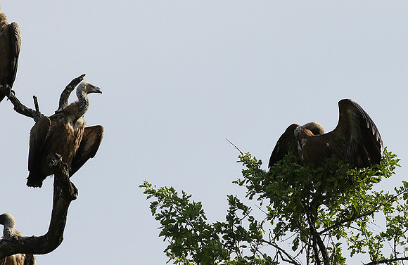 At Sabi Sand