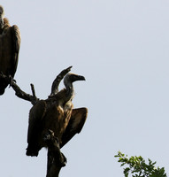 At Sabi Sand