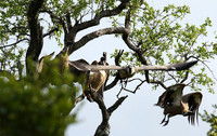 At Sabi Sand