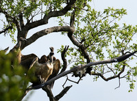 At Sabi Sand