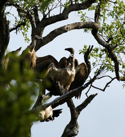 At Sabi Sand