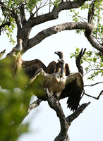 At Sabi Sand