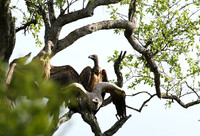 At Sabi Sand