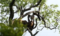 At Sabi Sand