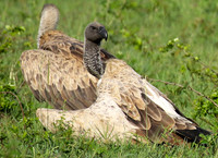 At Sabi Sand