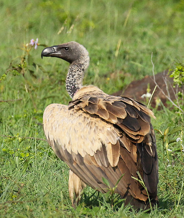 At Sabi Sand