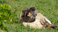 At Sabi Sand