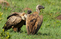 At Sabi Sand