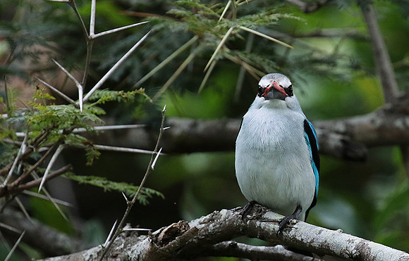 Woodland kingfisher at Mala Mala
