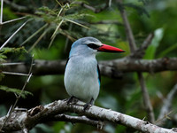 Kingfishers